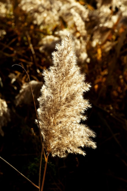 Pampas grass (Cortaderia selloana) in golden light. Natural background of soft plants. Close up