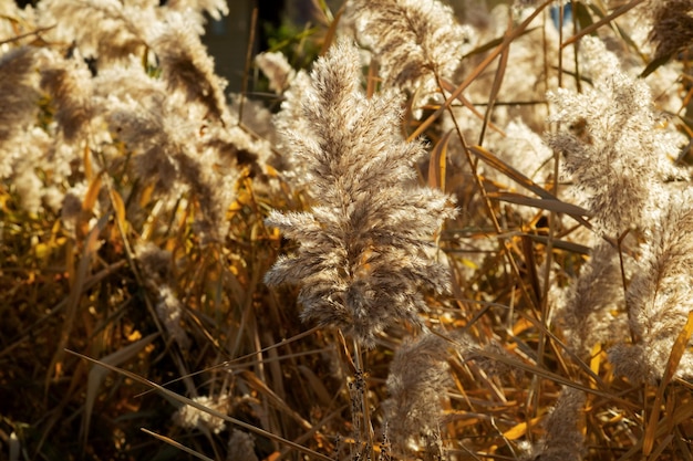 Pampas grass (Cortaderia selloana) in golden light. Natural background of soft plants. Close up