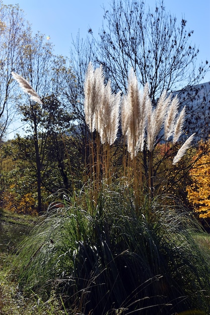 The pampas grass (Cortaderia Selloana) is a very common invasive plant