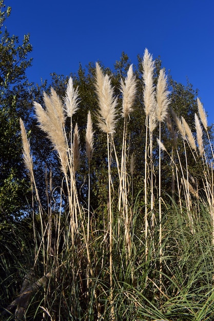 The pampas grass (Cortaderia Selloana) is a very common invasive plant