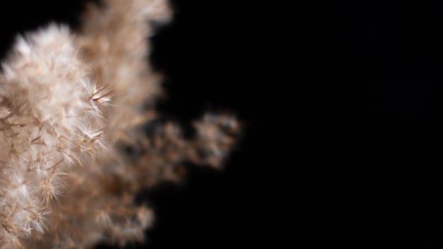 Pampas grass is a natural light brown color On a black background Background with gentle soft grass Fluffy grass on the background Neutral color Pastel shades Nude Contrast and softness