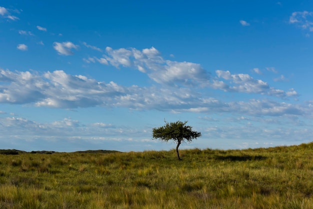 Pampas grass landscape La Pampa province Patagonia Argentina