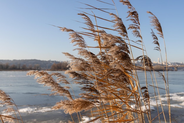 Pampas grass outdoor in light pastel colors Dry reeds boho style Dry reeds boho style