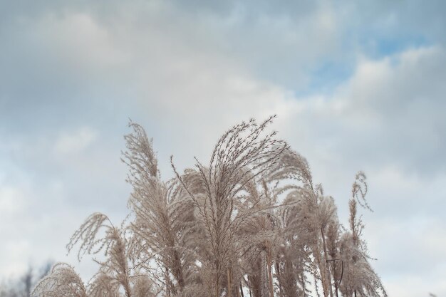 Pampas grass Reed Abstract natural background