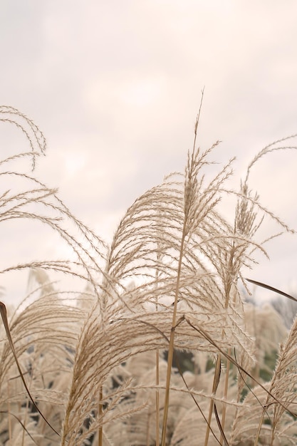 Pampas grass Reed Abstract natural background