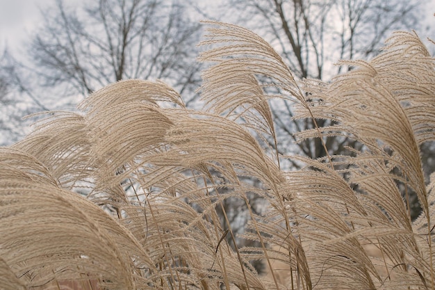 Pampas grass Reed Abstract natural background