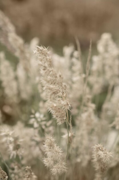 Pampas grass Reed Abstract natural background