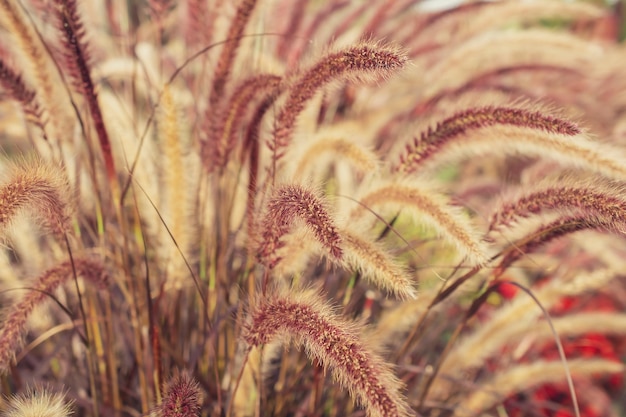 Pampas grass Reed Abstract natural background