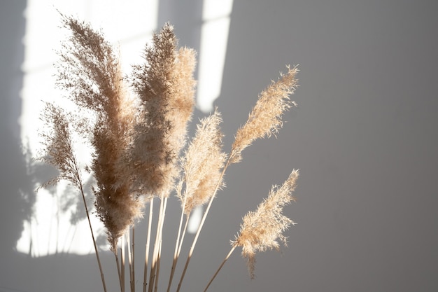 Pampas grass with neutral colors Reed Plume Stem Dried Pampas Grass Decorative Feather Flower