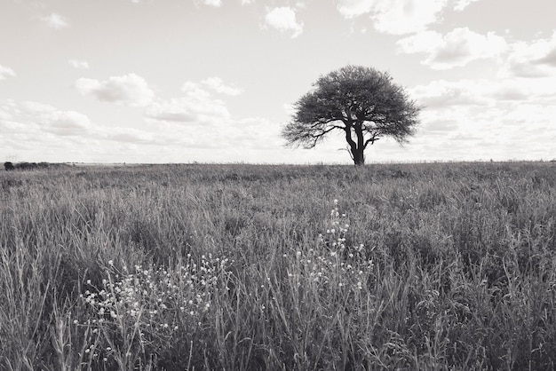 Pampas tree Landscape La Pampa province Patagonia Argentina