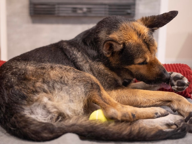 Pampered dog Relaxing in Bed while licking paws at home