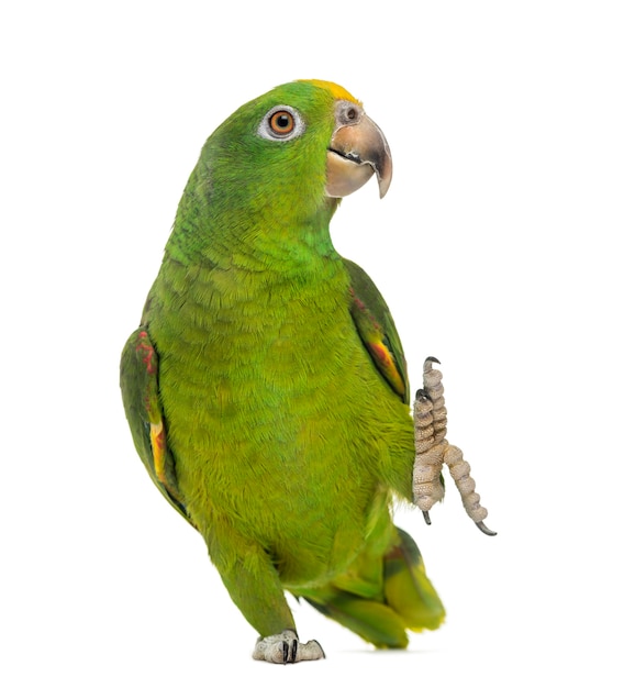 Panama Yellow-headed Amazon (5 months old) isolated on white