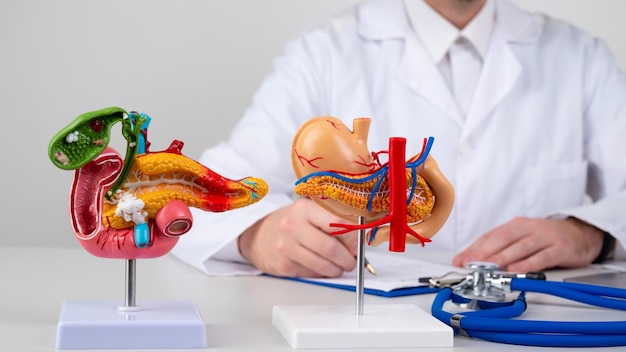 Pancreas mockup on work desk of doctor