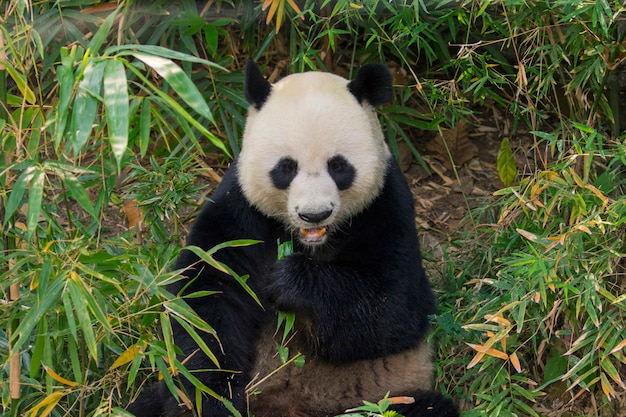 Panda between bamboos