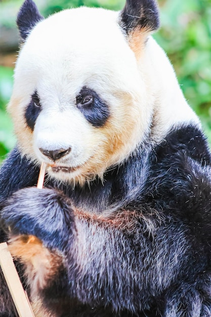 A panda bear is seen in a zoo.