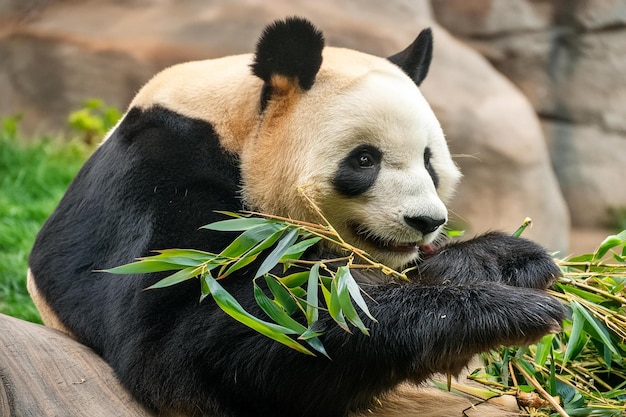 Photo a panda eating bamboo in a zoo enclosure