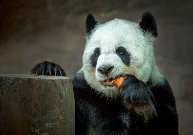 Panda eating carrots.