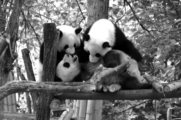 Photo panda in the forest bw photo