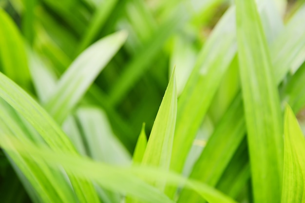 Pandan leaf plant growing on the Pandan trees garden for natural herbs  ingredient plant in Asian Thai kitchen