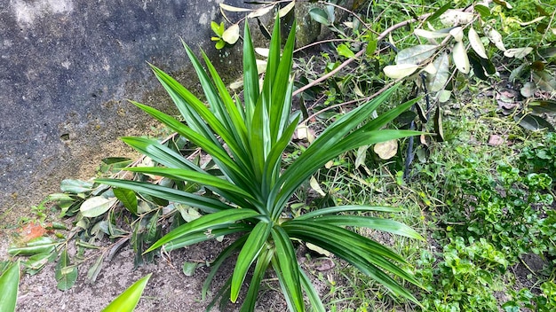 A pandan plant with green leaves and a green leaf on natural habitat