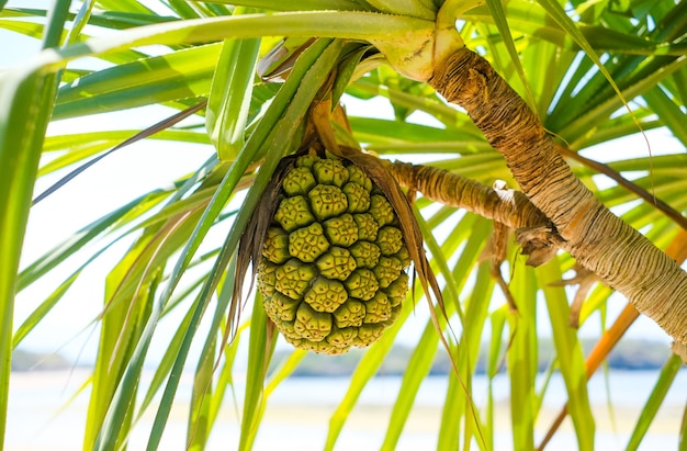 Pandanus fruit growing in a plam tree close up