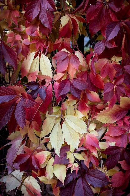 Panels of their red and yellow autumn grape leaves