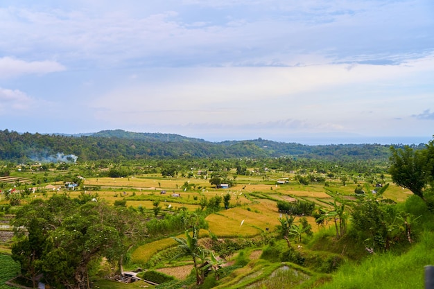 Panorama of the amazing landscape of Asian rice terraces Palm trees in a rice paddy on the island of Bali A view of the bright green rice fields