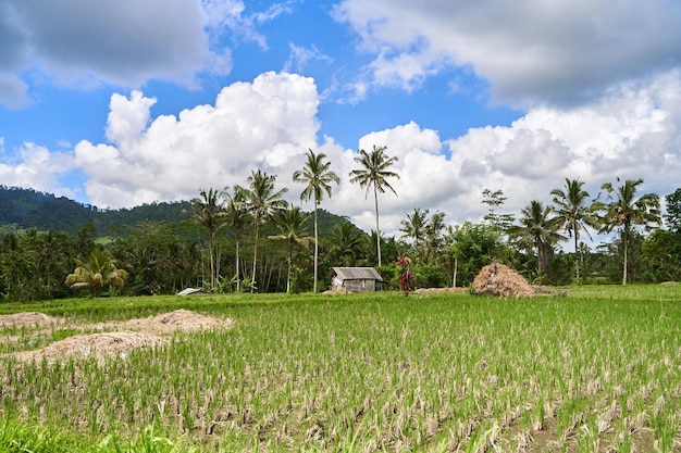 Panorama of the amazing landscape of Asian rice terraces Palm trees in a rice paddy on the island of Bali A view of the bright green rice fields