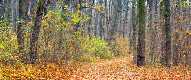 Panorama of autumn forest with colorful leaves on trees and bushes road with fallen leaves in the forest