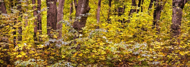 Panorama of autumn forest with tree trunks and yellow thick leaves