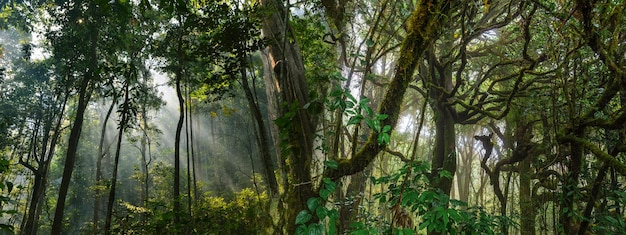 Panorama banner background of tropical forest landscape scene for using in concept of environmental ecology and sustainable energy or Earth day wild wood scenic using for wallpaper of spa and tourism