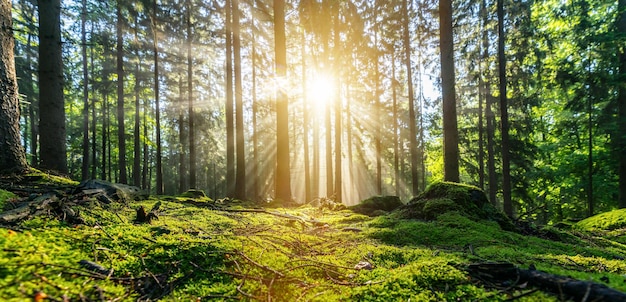 Panorama of a beautiful forest at sunrise