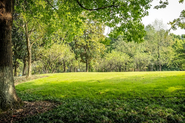 Panorama of big city park