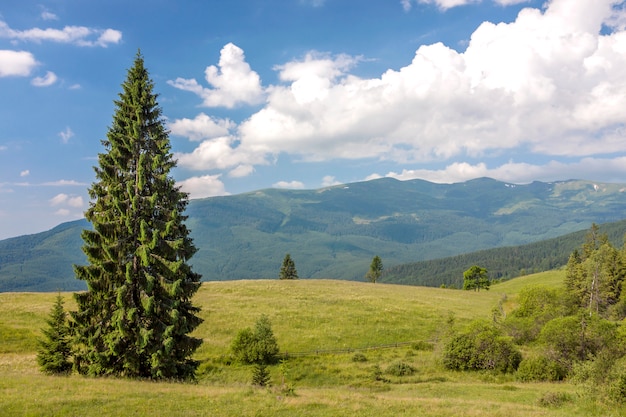 Panorama of Carpathian mountains in summer with lonely pine tree standing in front and puffy clouds and mountain ridges  landscape on background