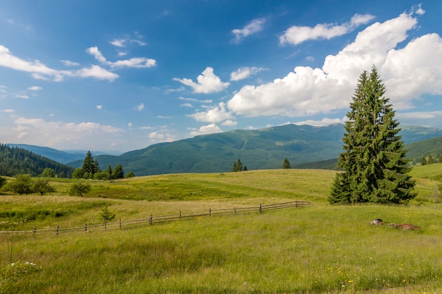 Panorama of Carpathian mountains in summer with lonely pine tree standing in front and puffy clouds and mountain ridges.