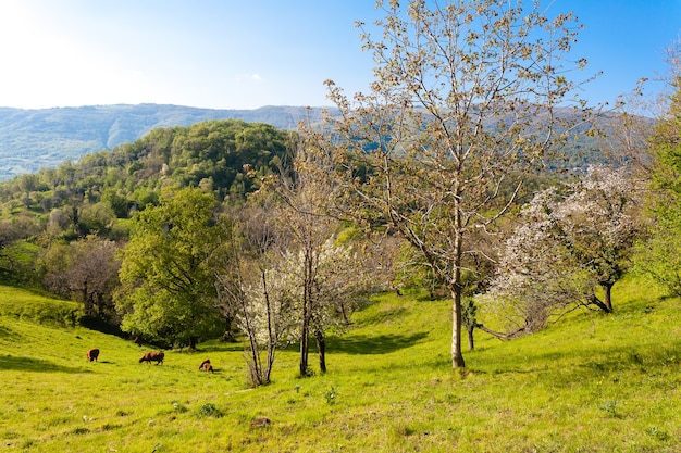 Panorama of cherry trees on hills with green grass