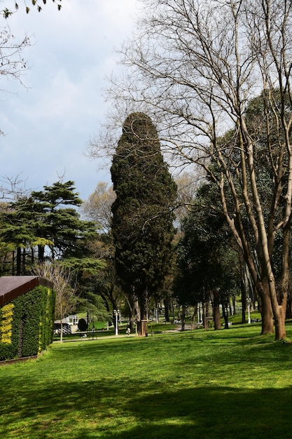 Panorama of the city park with large trees Vertical photo