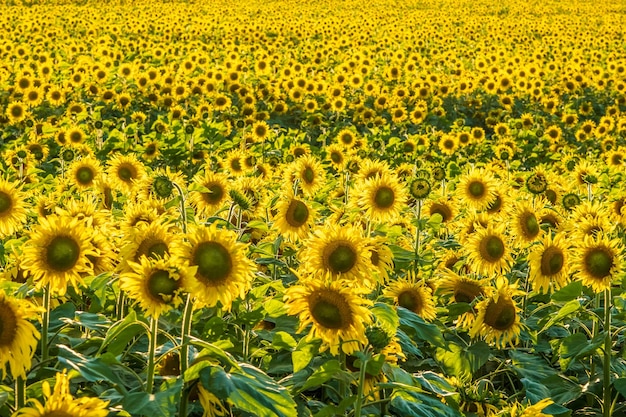 Panorama in field of blooming bright yellow sunflowers in sunny day