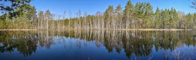 Panorama of the forest river in the national park