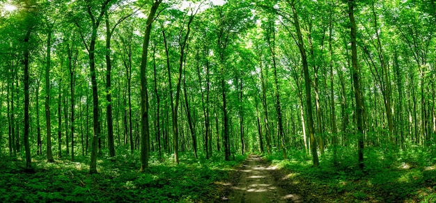 Panorama forest trees. nature green wood sunlight .