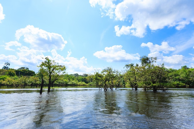 Panorama from Amazon rainforest Brazilian wetland region