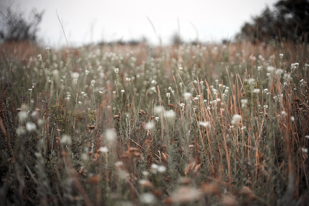 Panorama of a green meadow with white flowers branches in the distance