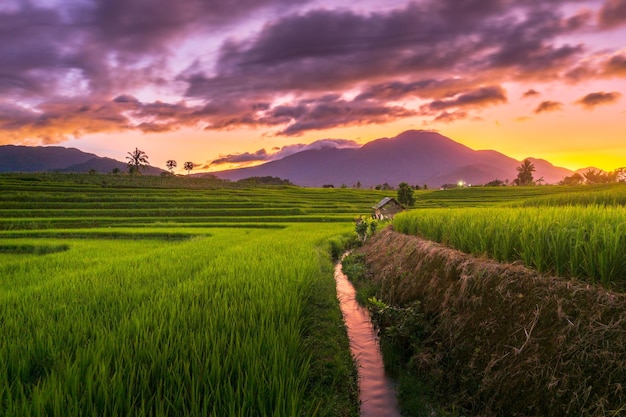 Panorama of Indonesia vast green rice fields and mountains in the morning and sunrise sky in kemumu