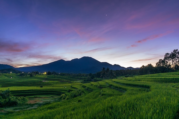 Panorama of the natural beauty of asia expansive view of green rice fields in an unspoiled forest area