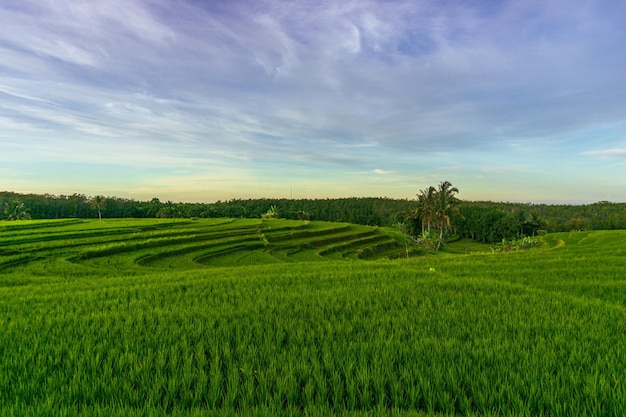 Panorama of the natural beauty of asia view of green rice fields and clear morning sky