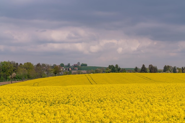 Panorama of rapeseed fields in the countryside near the city of Dresden Saxony Germany before a thunderstorm Dark stormy sky Blooming yellow flower meadows