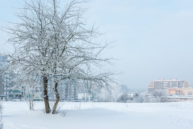 Panorama of residential area of the city on a sunny winter day with hoarfrost trees