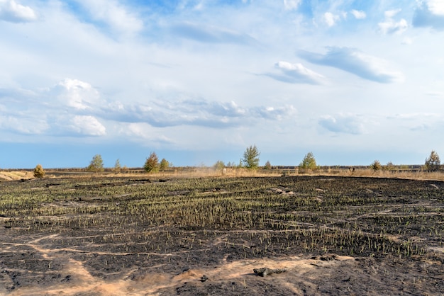 Panorama of a scorched field and pine forest against a blue sky with clouds.