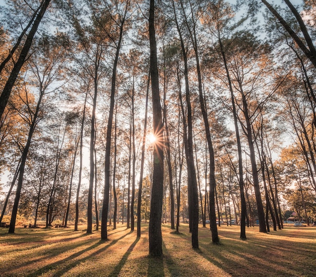 Panorama of sunset through the pine trees in autumn forest on conservation area