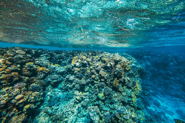 a panorama underwater coral reef on the red sea